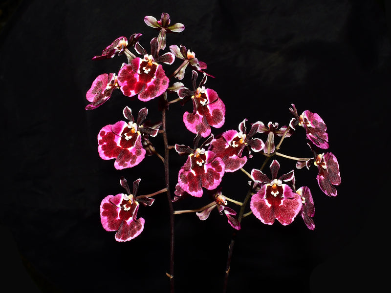 Tolumnia Jairak Firm 'Koromo'