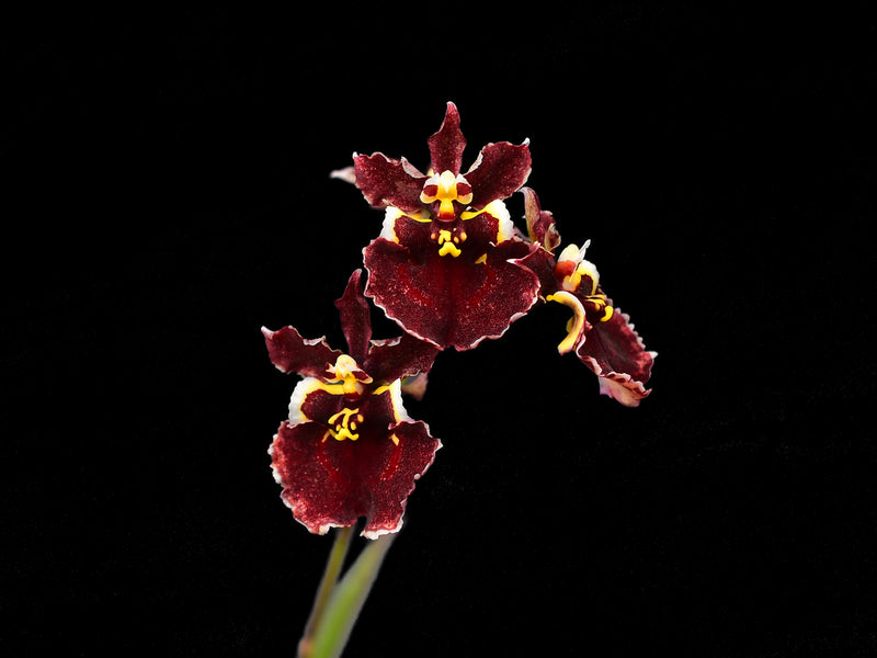 Tolumnia Jairak Firm 'Crimson'