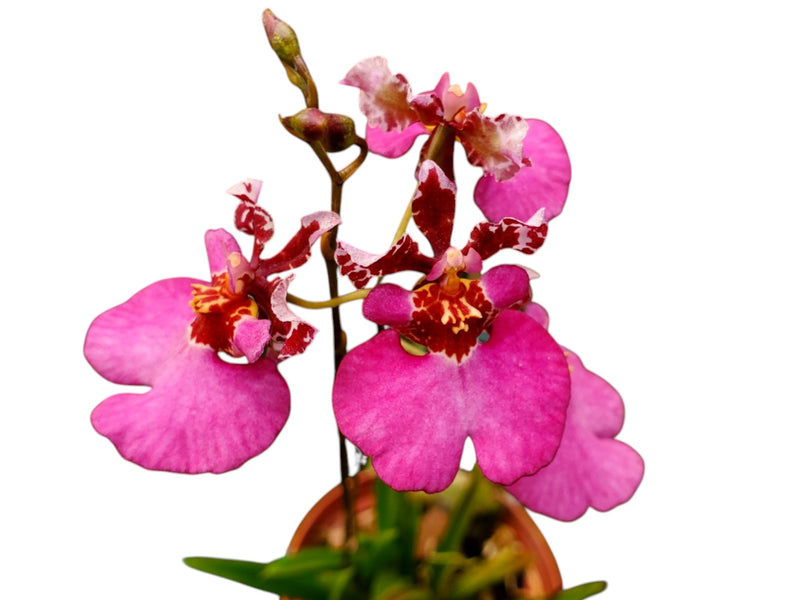 Tolumnia Jairak Flyer 'Red Berry'