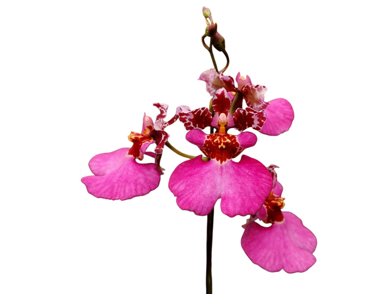 Tolumnia Jairak Flyer 'Red Berry'