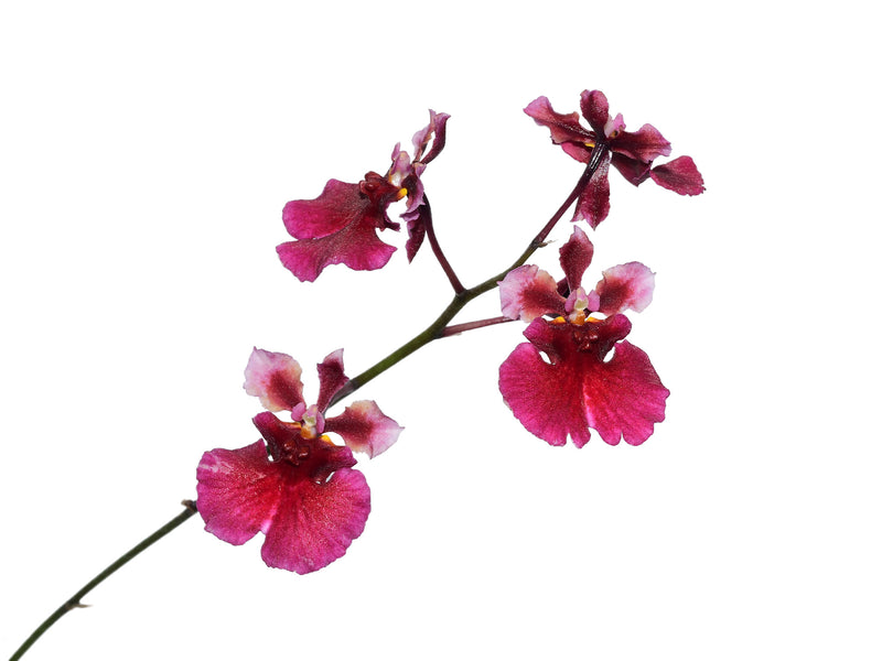 Tolumnia Jairak Flyer 'Red Cherry'