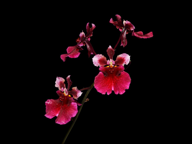 Tolumnia Jairak Flyer 'Red Cherry'