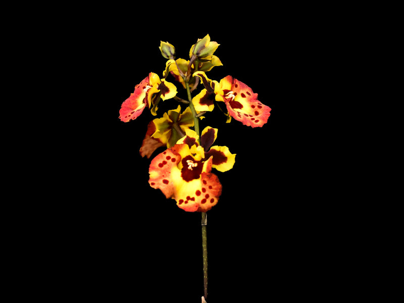 Tolumnia Jairak Flyer 'Ladybug'