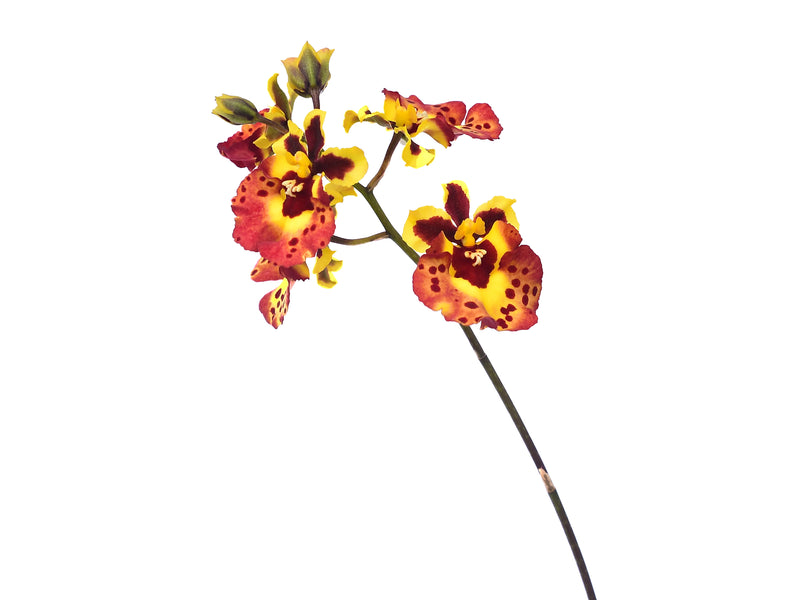 Tolumnia Jairak Flyer 'Ladybug'