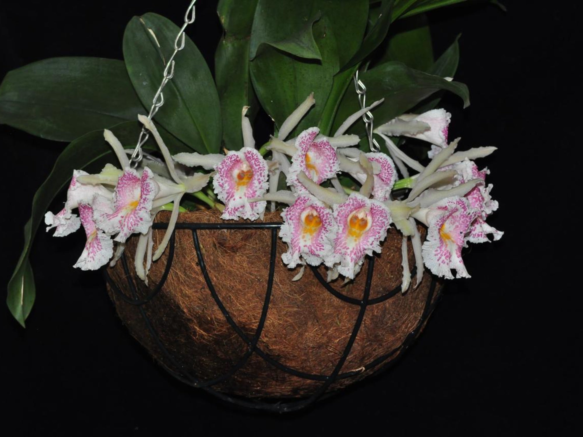 Trichopilia suavis