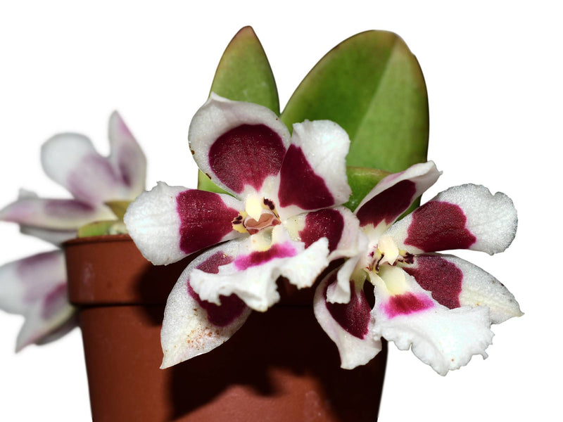 Trichocentrum Larry Sexton