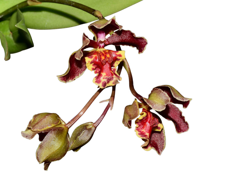 Trichocentrum Pepe Portilla