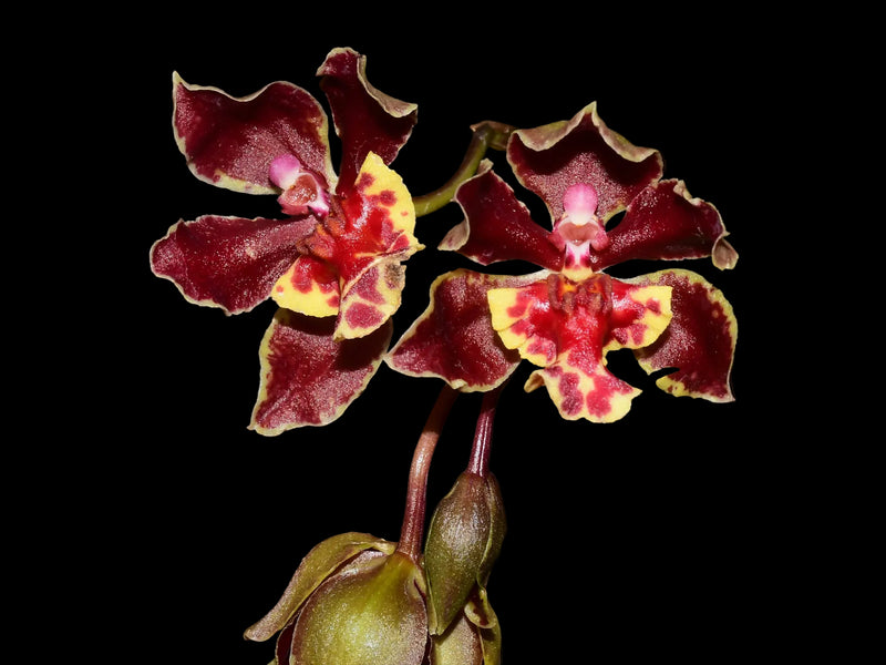 Trichocentrum Pepe Portilla