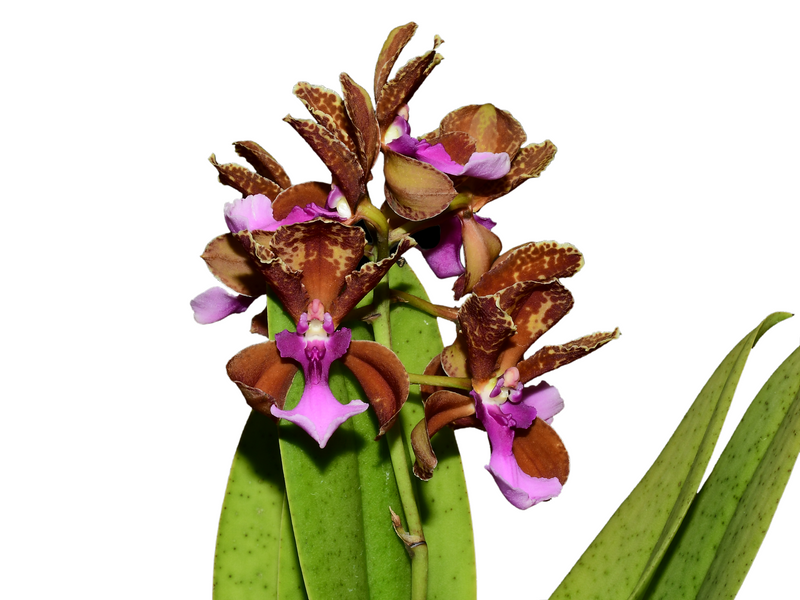 Trichocentrum lanceanum
