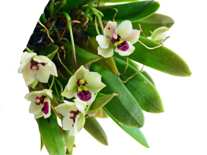 Trichocentrum longicalcaratum