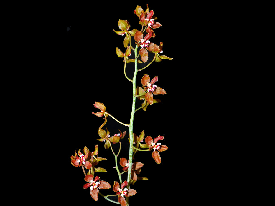 Trichocentrum microchilum