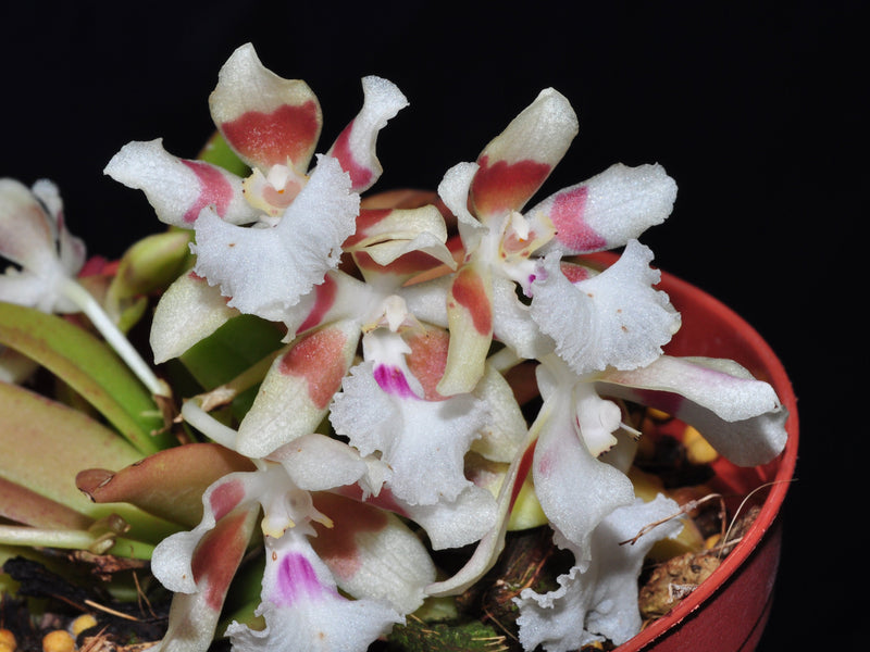 Trichocentrum pfavii