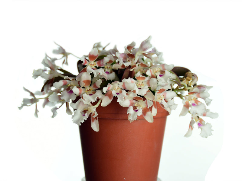 Trichocentrum pfavii