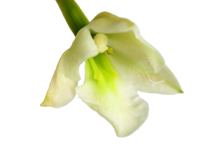 Trichocentrum pulchrum f. alba