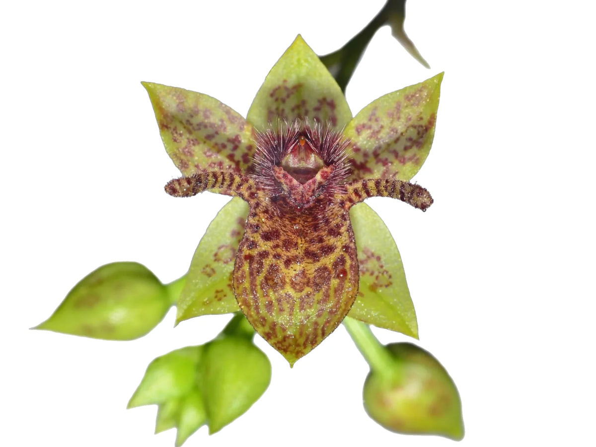 Trichoceros antennifer — Ecuagenera Orquídeas del Ecuador