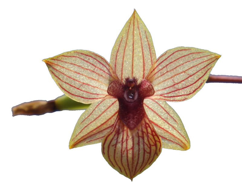 Trichoceros oñaensis