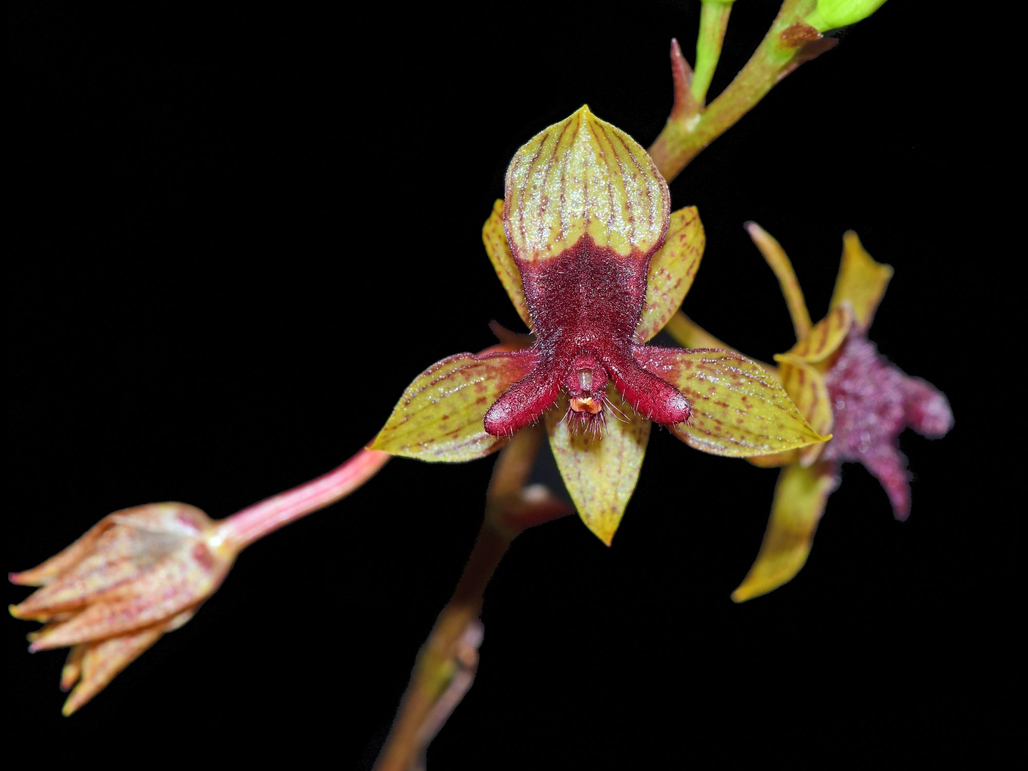 Trichoceros roseus