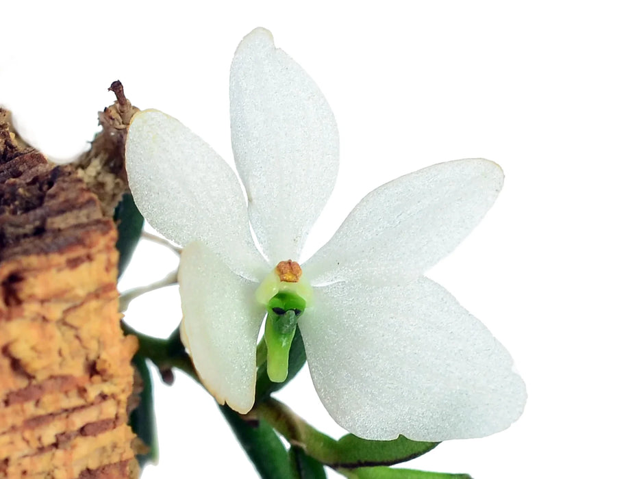 Trichoglottis biglandulosa