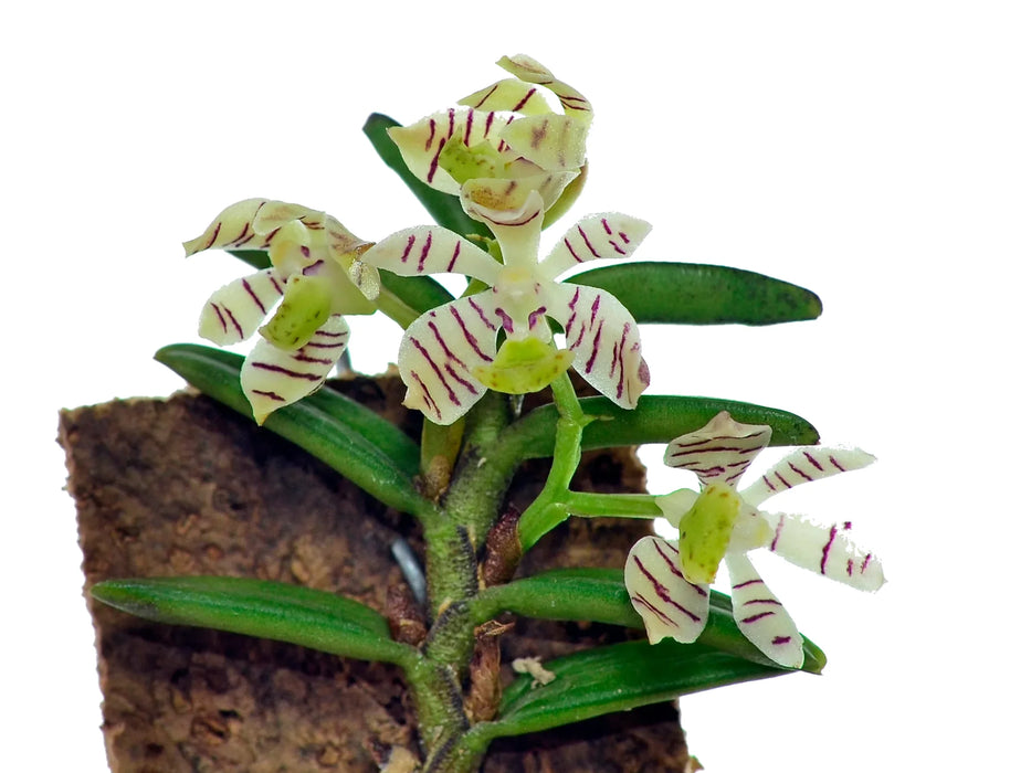 Trichoglottis pusilla