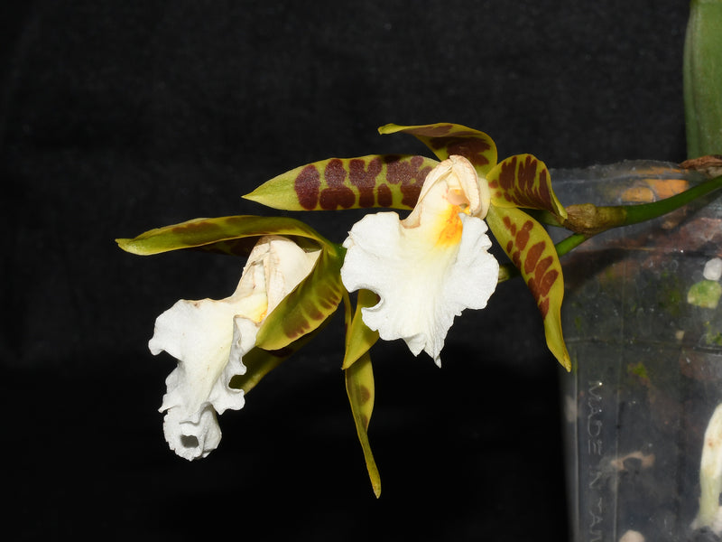 Trichopilia Apache