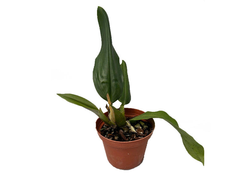 Trichopilia leucoxantha