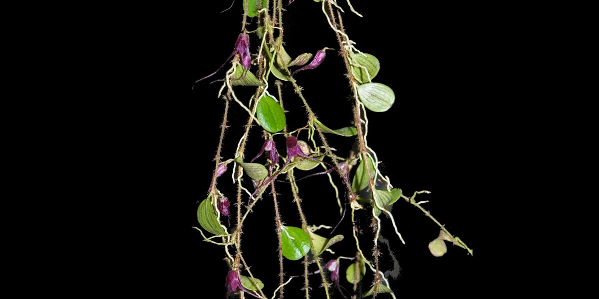 Trichosalpinx_chamaelepanthes_