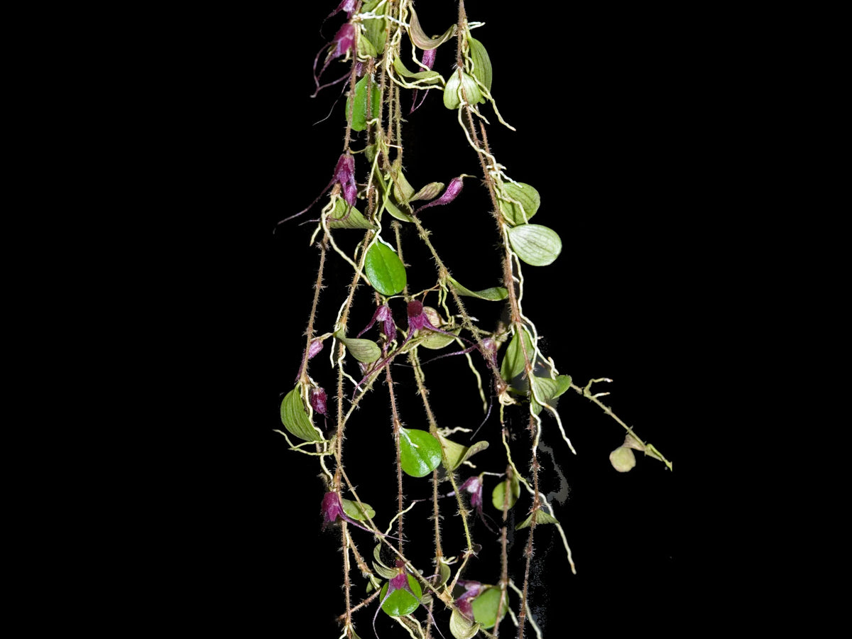 trichosalpinx chamaelepanthes 着生ラン垂れ下がり系 trichosalpinx chamaelepanthes 着生ラン垂れ下がり系 - メルカリ