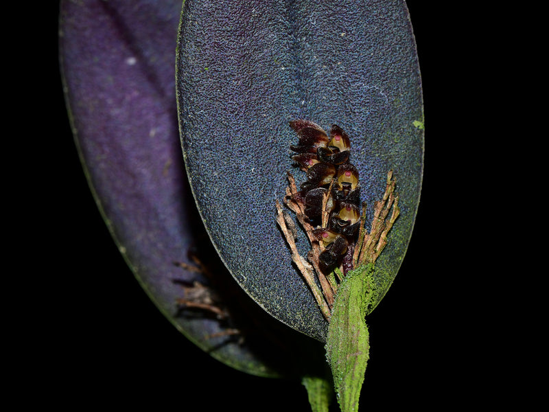 Trichosalpinx ciliaris