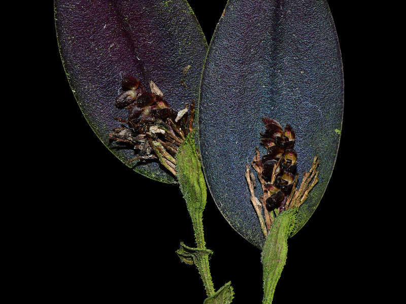 Trichosalpinx ciliaris