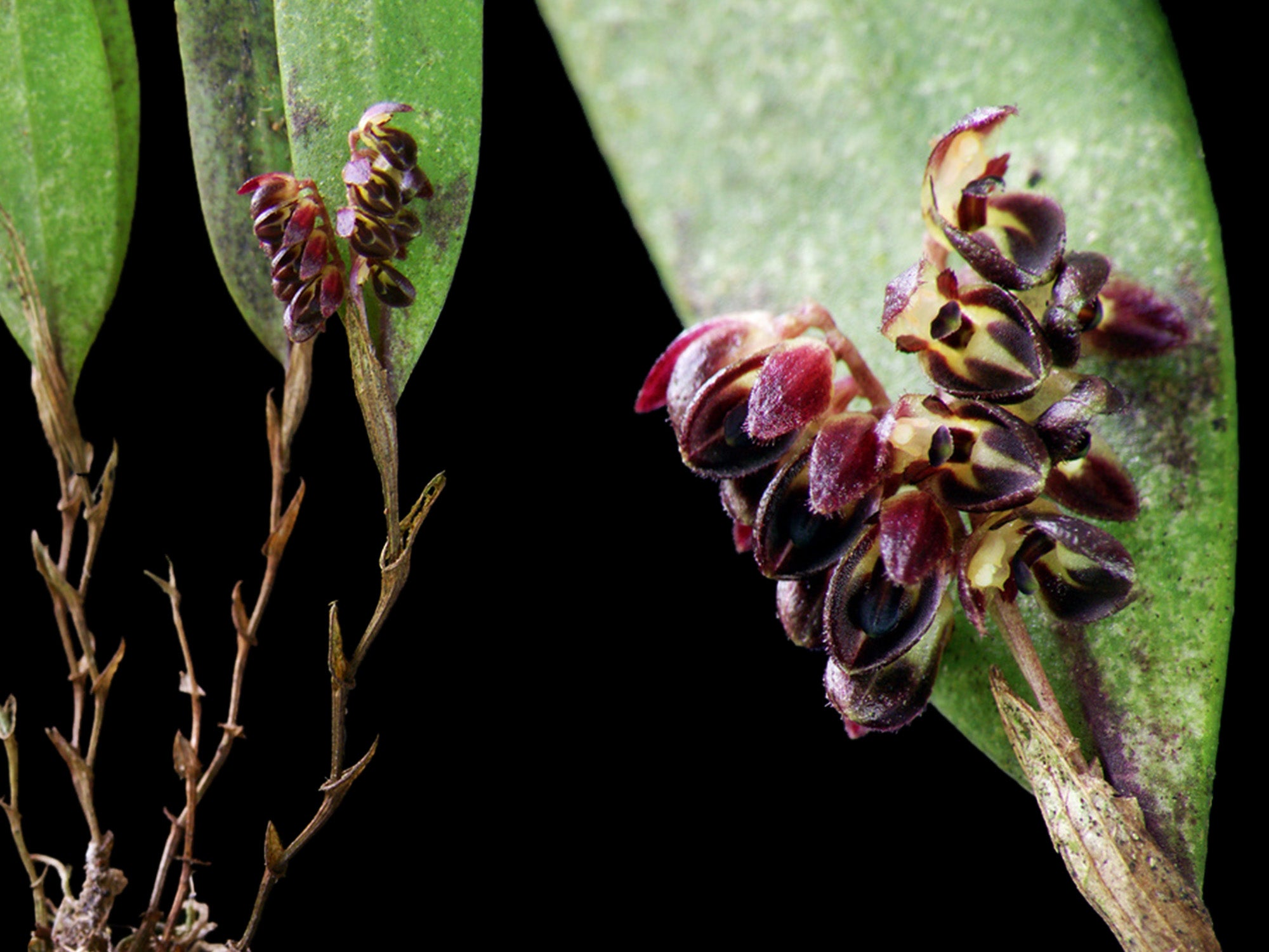 Trichosalpinx ciliaris