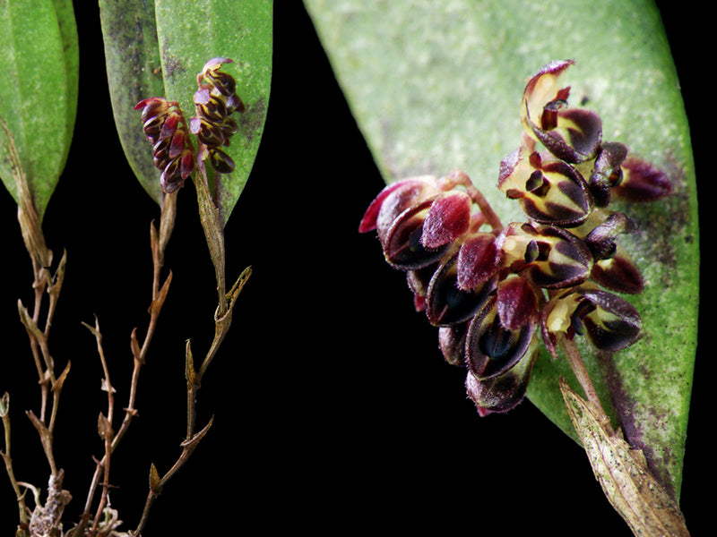 Trichosalpinx ciliaris