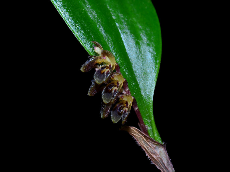 Trichosalpinx ciliaris