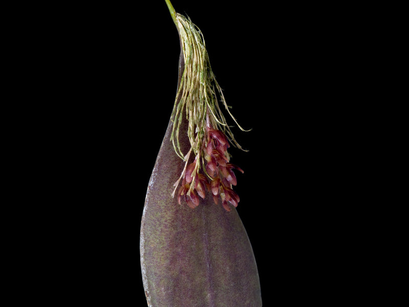 Trichosalpinx ciliaris