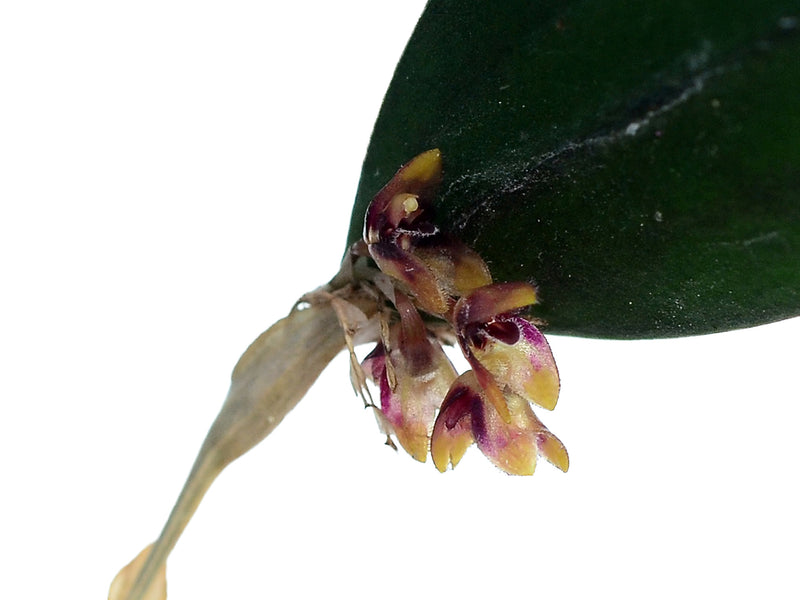 Trichosalpinx ciliaris