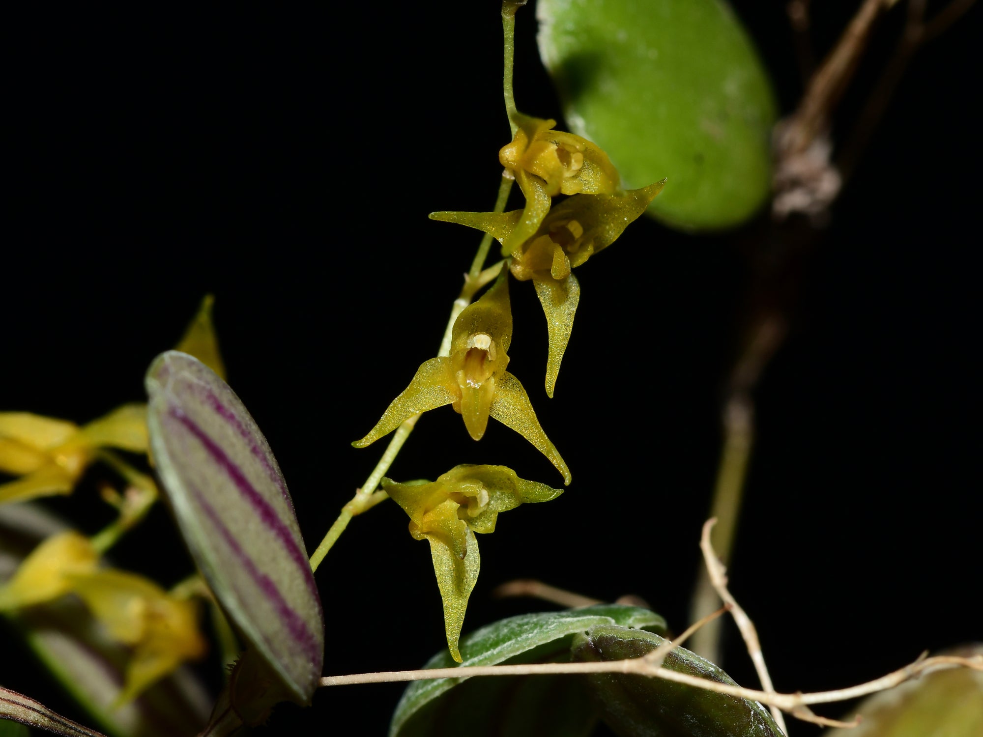 Trichosalpinx dura