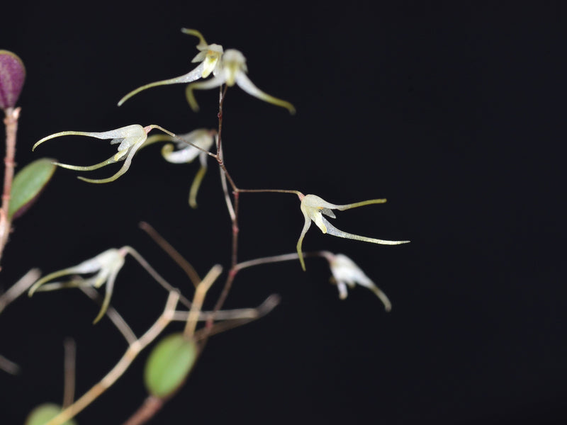 Trichosalpinx intricata