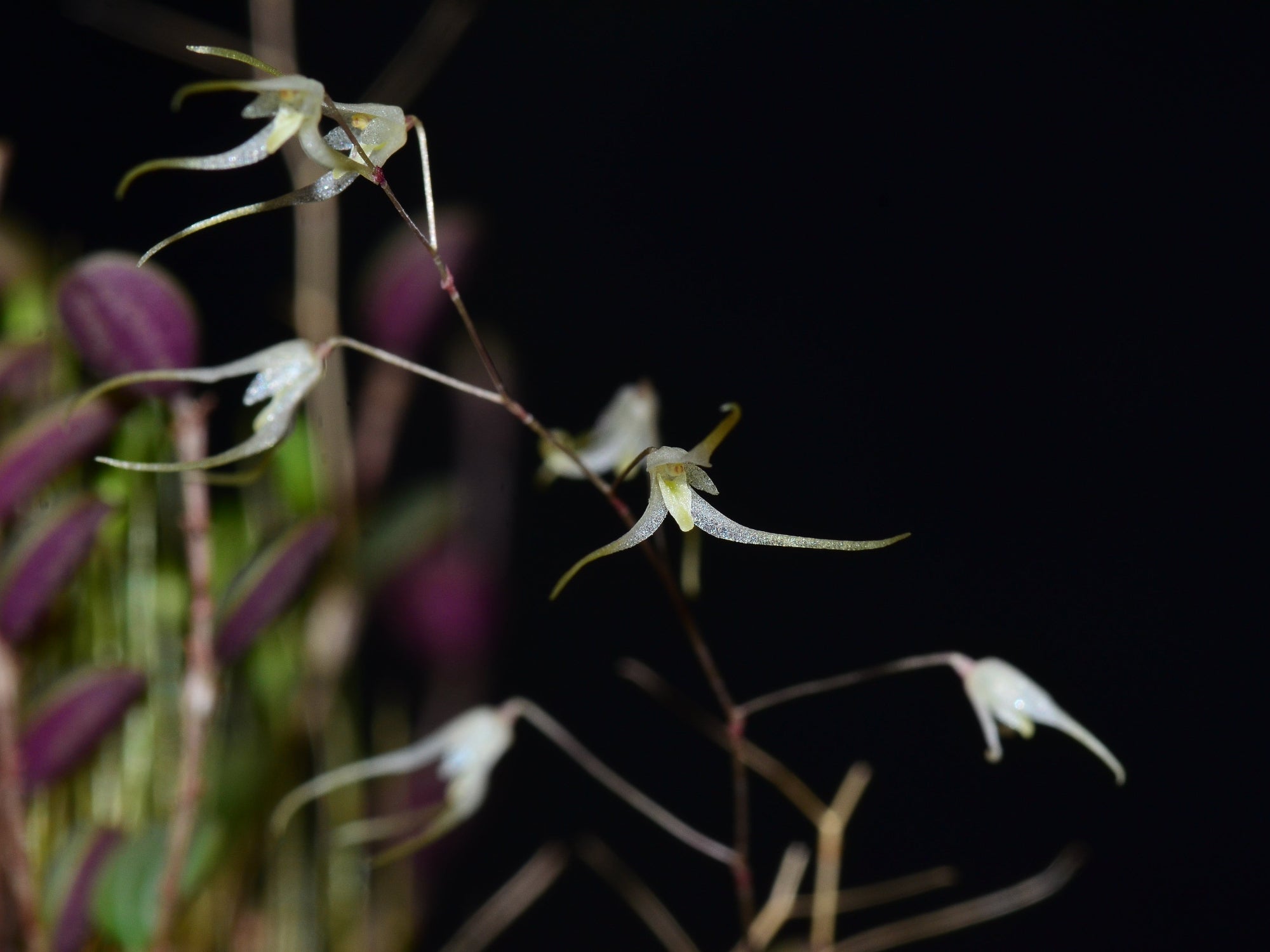 Trichosalpinx intricata