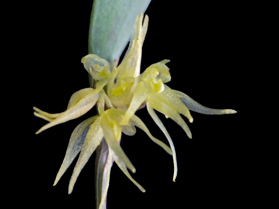 Trichosalpinx semilunata