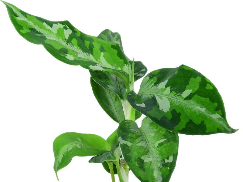 aglaonema pictum tricolor for sale usa Aglaonema Pictum Tricolor *Grower's choice*