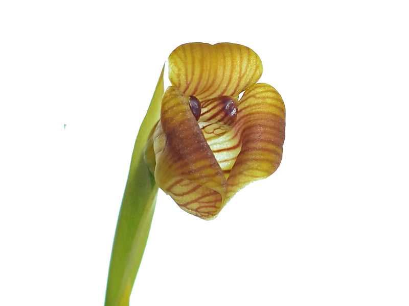 Maxillaria subrepens