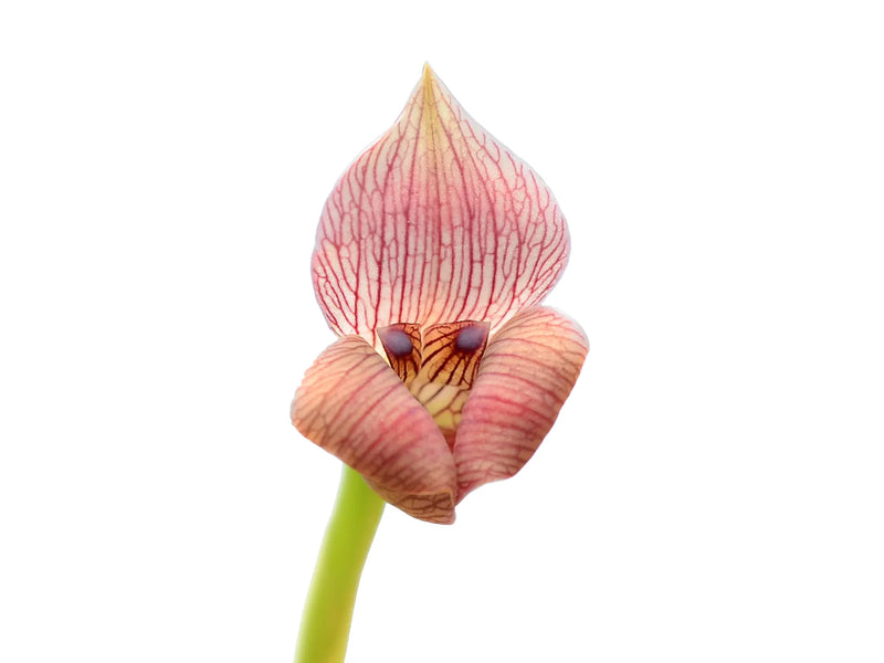 Maxillaria egertoniana