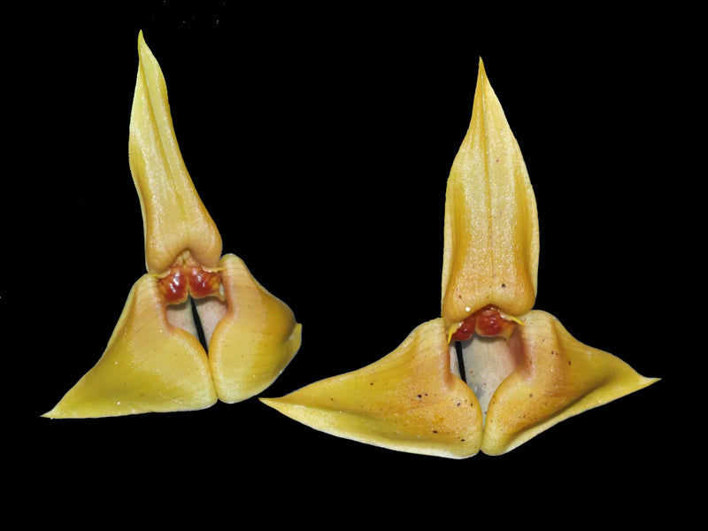 Maxillaria erikae