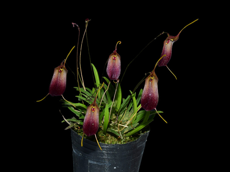 Trisetella cordeliae