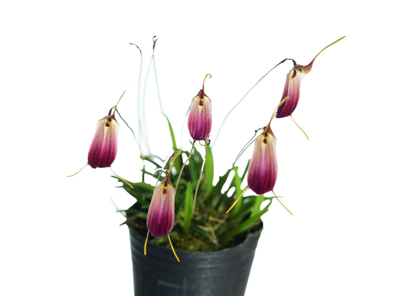 Trisetella cordeliae