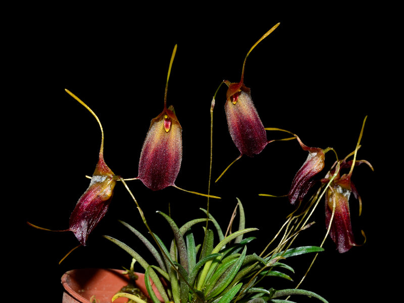 Trisetella cordeliae