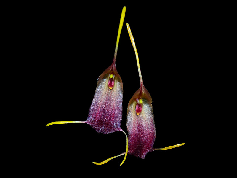 Trisetella cordeliae