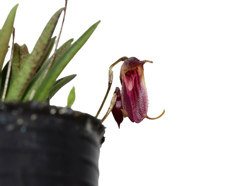 Trisetella fissidens