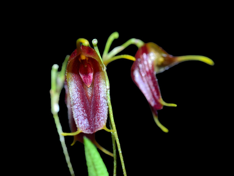 Trisetella fissidens