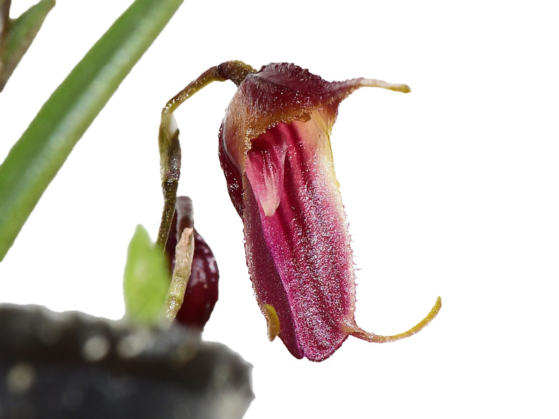 Trisetella fissidens