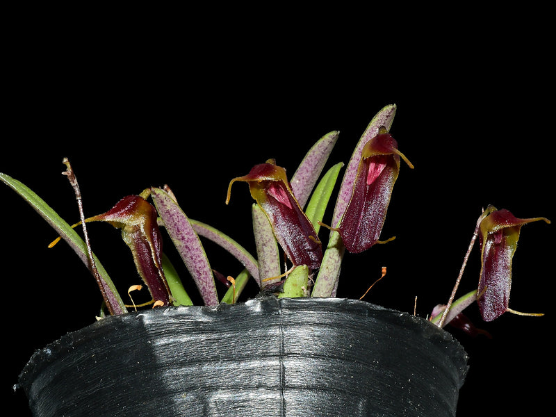 Trisetella fissidens